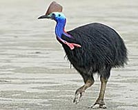 DNA In Dung To Reveal First True Cassowary Count