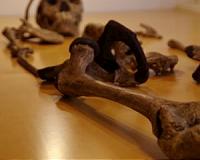 Earliest humans had diverse range of body types, just as we do today