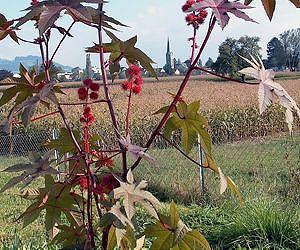 The proteins in major biodiesel plant have been mapped - and it does not look good