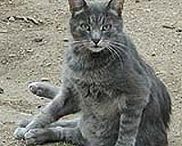 World first as swine flu found in US cat