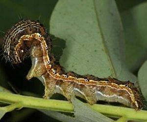 Trouble on the horizon for GM crops?