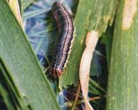Can Moths Or Butterflies Remember What They Learned As Caterpillars