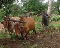 Antelope perfume keeps flies away from cows
