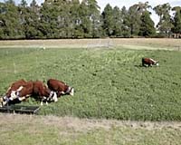 Livestock Virtually Fenced In