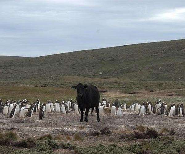 New Zealand probes mystery illness killing rare penguins