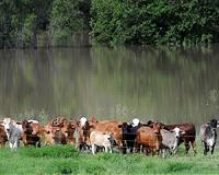 'Hundreds of thousands' of cattle feared dead after Australia floods