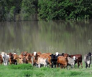 'Noah's Ark' refuge for Australia's flood-hit animals