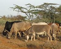 Botswana bans export of donkey products