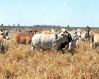 Wealthy Australian families make counter-bid for cattle empire