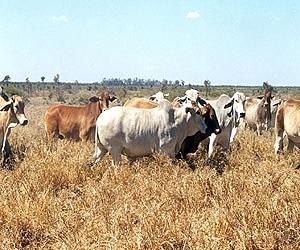 Cattle Graziers' Climate Change Adaptability