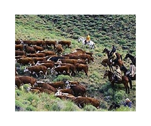 Paraguay emergency tackles cattle crisis