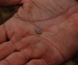 Scientists unlock secret of cattle ticks' resistance to pesticide