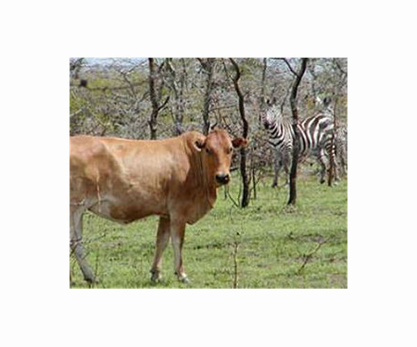 Demise of rangelands 'severely underestimated': report