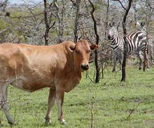 Zebras and cattle Not such a black-and-white argument