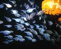 Global Warming Causing Significant Shift In Composition Of Coastal Fish Communities