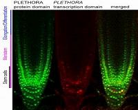 Core mechanism for root growth identified