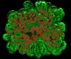 New 3D method used to grow miniature pancreas