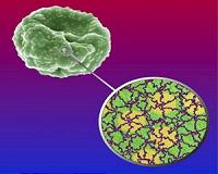 Ream discovers new mechanism behind malaria progression