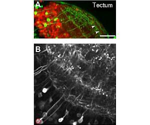 Researchers analyse the hunting behaviour of fish larvae in virtual reality