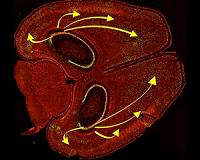 Manipulating memory with light