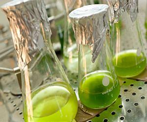 European and US Cellulase Patents granted to Direvo Industrial Biotechnology