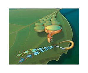 Breaking down cellulose without blasting lignin