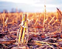 Innovative Cellulosic Ethanol Pilot Facility