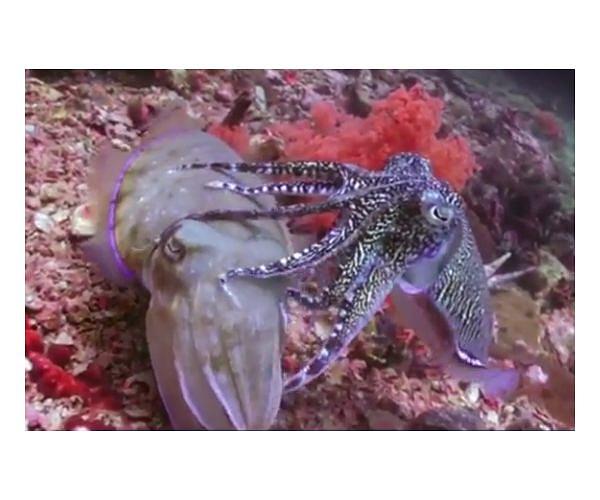 One small step for cephalopods: SpaceX carrying research squids to ISS
