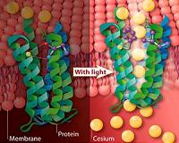 New bacterial pump could be used to remove cesium from the environment by light