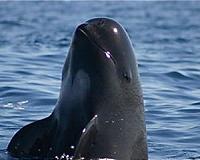 Save the vaquita: Plea at world whale assembly