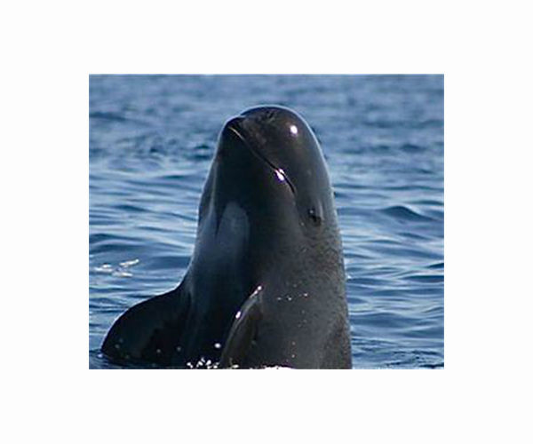 Mexico sanctioned for not protecting endangered porpoise
