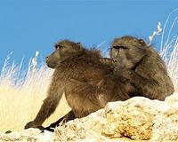 Female baboons with guy pals live longer