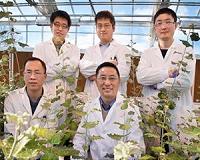 Roots to Shoots: Hormone transport in plants deciphered