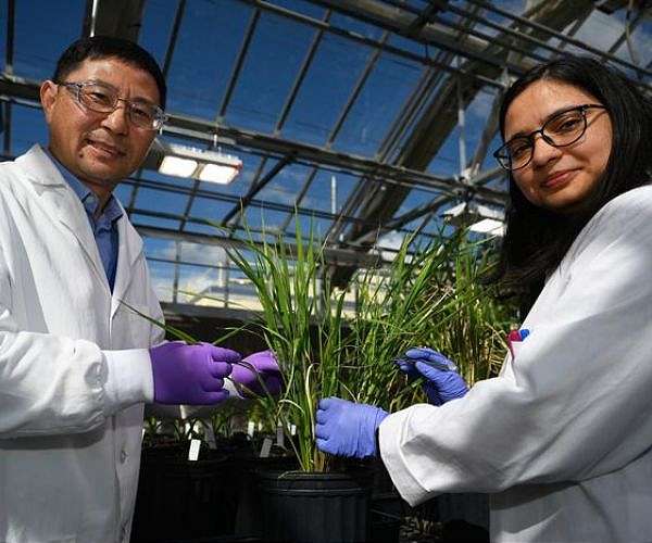 Unlocking sugar to generate biofuels and bioproducts