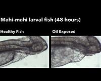 Weathered oil in Gulf of Mexico may threaten development of fish embryos and larvae