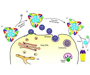 New Findings Detail How Virus Prepares To Infect Cells