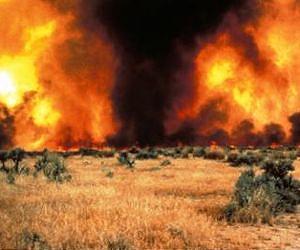 Tracking invasive cheatgrass role in larger, more frequent Western fires