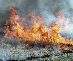 Invasive grass fuels increased fire activity in the West