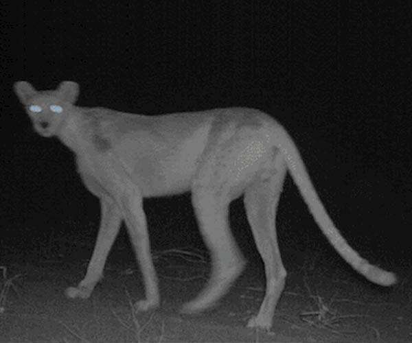 Iran fears for health of rare cheetah cub; Cockfighting still popular in southern Iraq