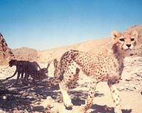 Threatened cheetahs thrive in Namibia conservation project
