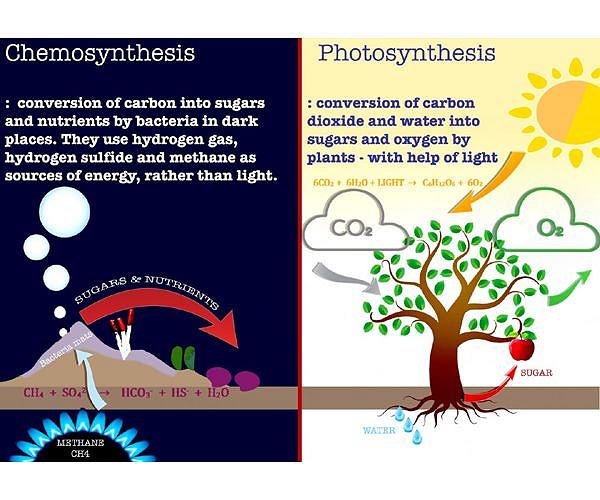 Researchers engineer protein compartments to unlock efficient crop photosynthesis