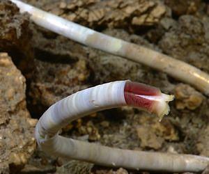 Chemosynthetic Shrimp And Tubeworms Found Together For First Time At Hydrothermal Vent