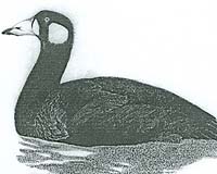 Clovis-Age Overkill Didn't Take Out California's Flightless Sea Duck
