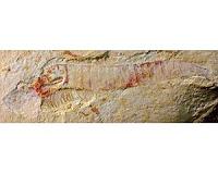 520-million-year-old fossilized nervous system is most detailed example yet found