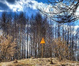 Legacy of 1986 Chernobyl disaster seen in impact on region's forests