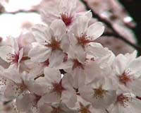 'Cherry tree from space' mystery baffles Japan
