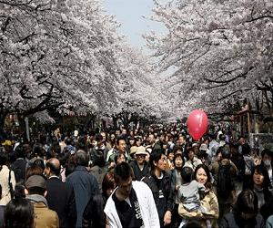 Century later, US cherry blossoms coup for Japan