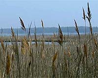 Global warming threatens Chesapeake Bay