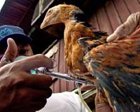 Analysis: Indonesian-U.S. bird flu sharing