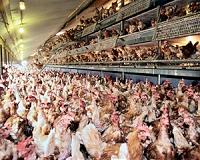 China bans some US chicken, shuts Pepsi plant to fight virus